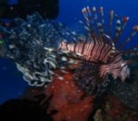 Lionfish